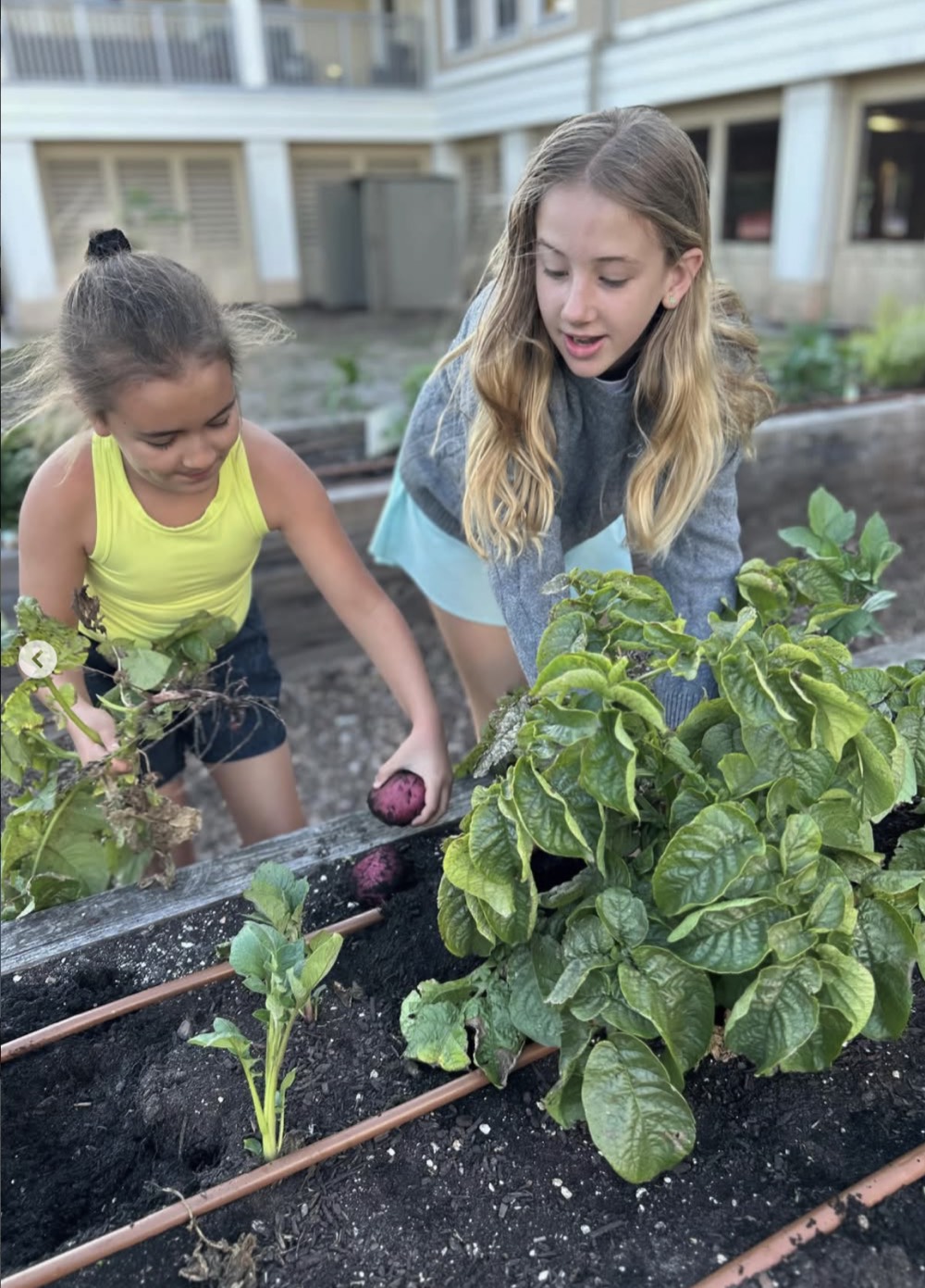 Two students harvest potatoes from raised garden beds beside the school